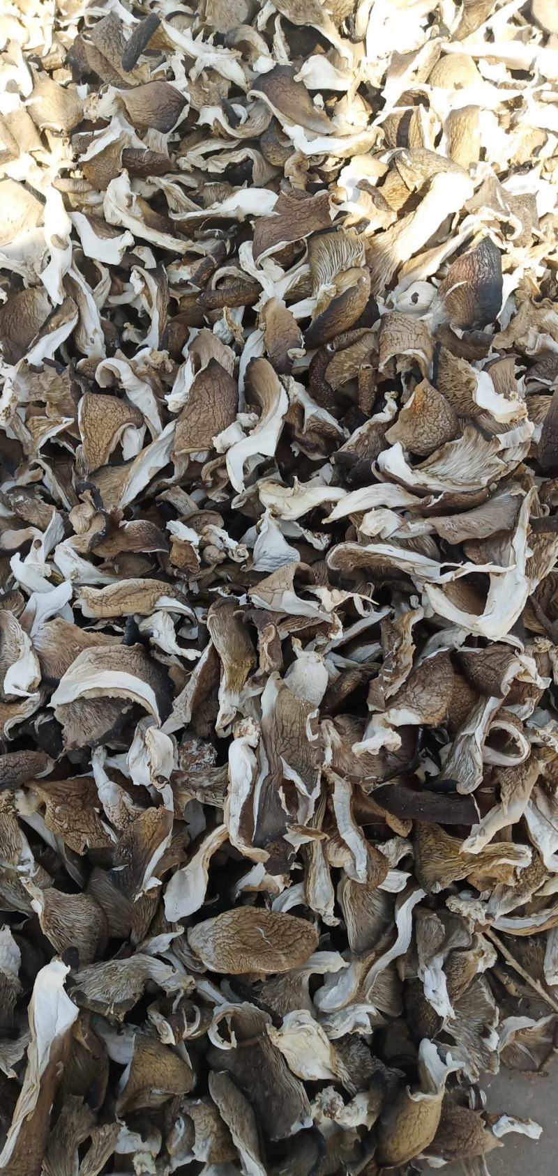 干蘑菇菌菇食用菌，，，