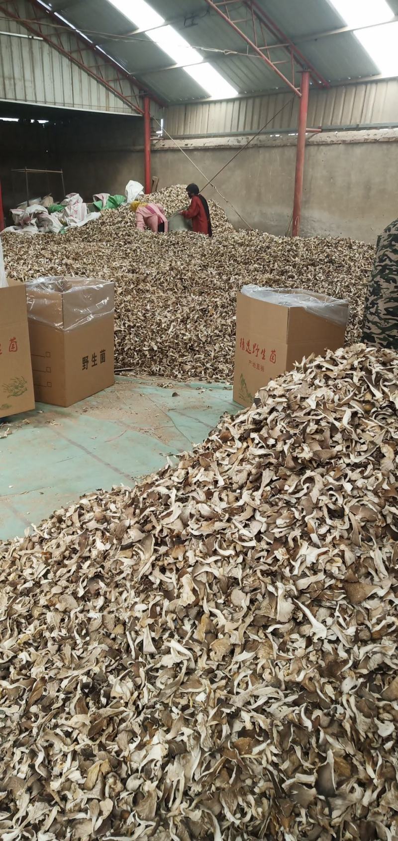 干蘑菇菌菇食用菌，，，