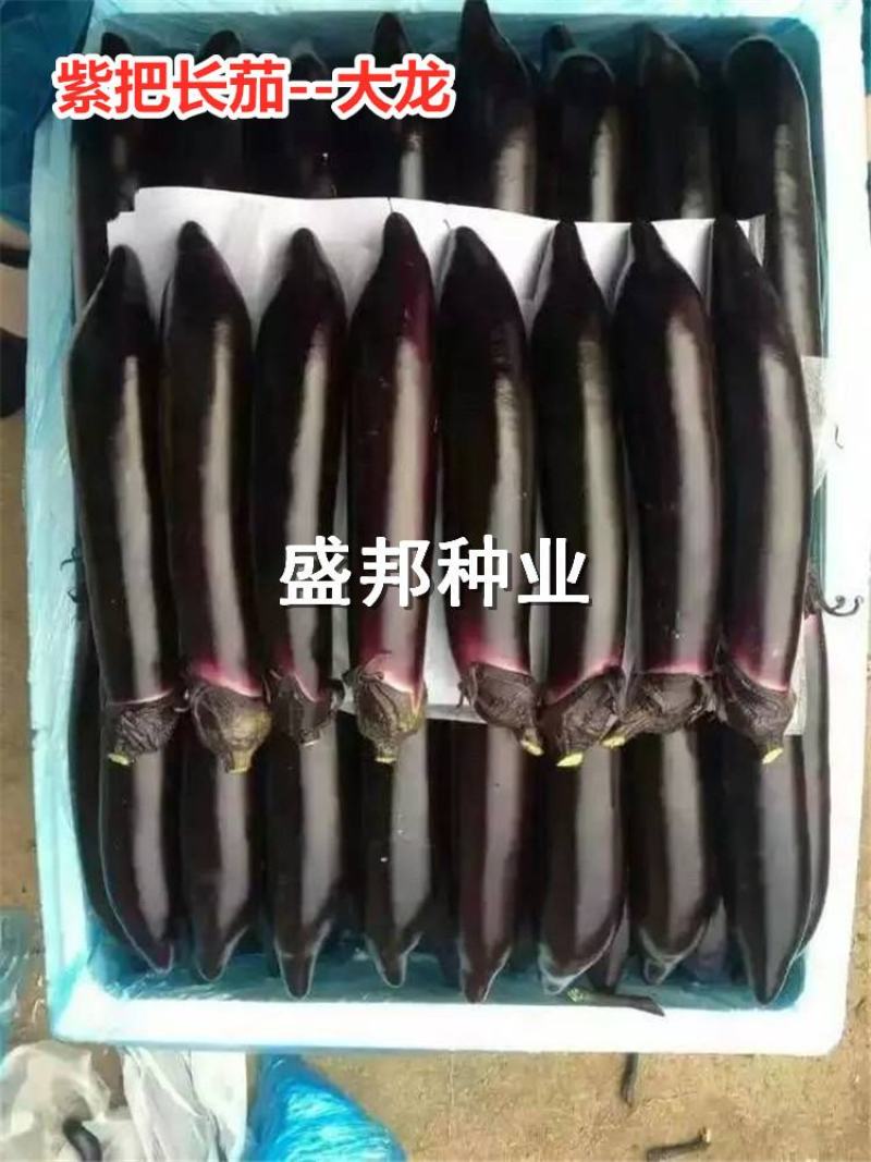 嫁接紫把长茄苗大龙黑帅福露二号
