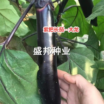 嫁接紫把长茄苗大龙黑帅福露二号
