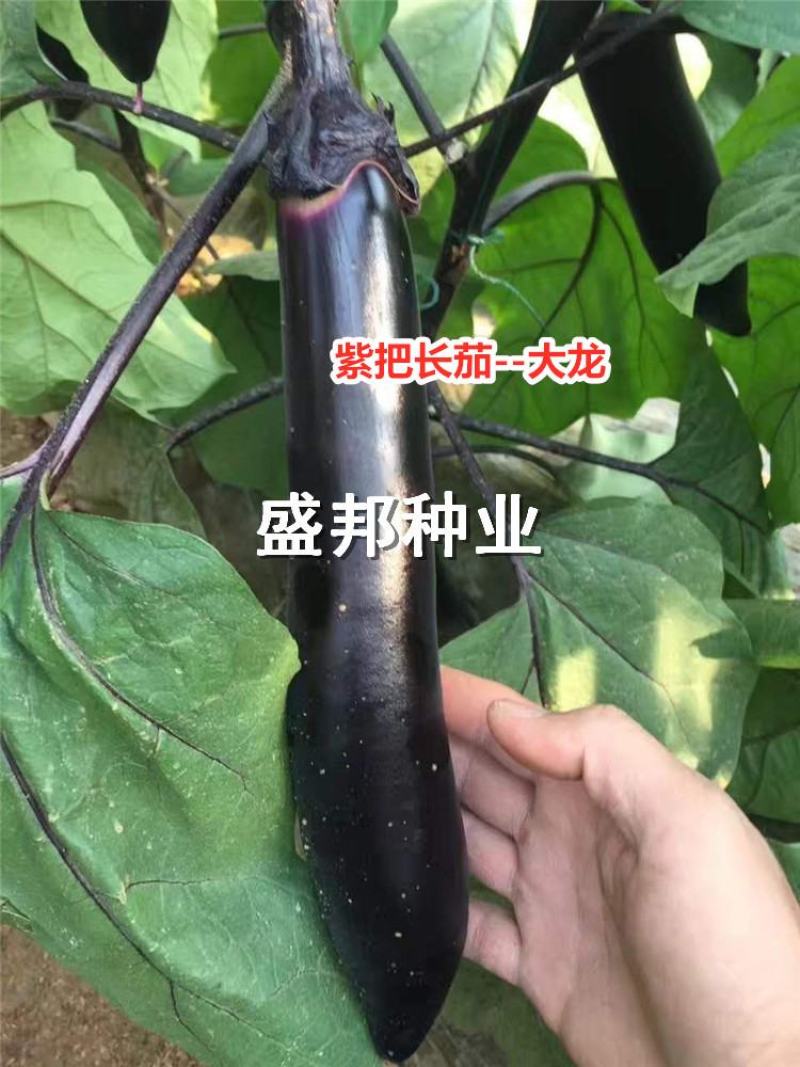 嫁接紫把长茄苗大龙黑帅福露二号