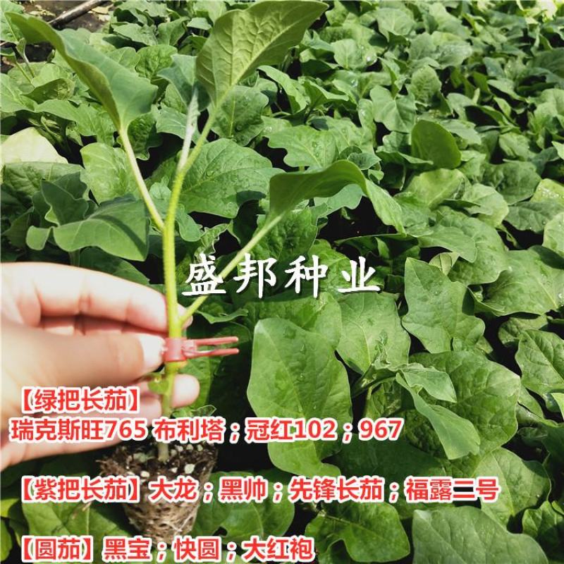 嫁接紫把长茄苗大龙黑帅福露二号