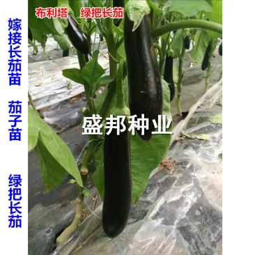 嫁接绿把长茄苗765布利塔