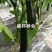 嫁接绿把长茄苗765布利塔