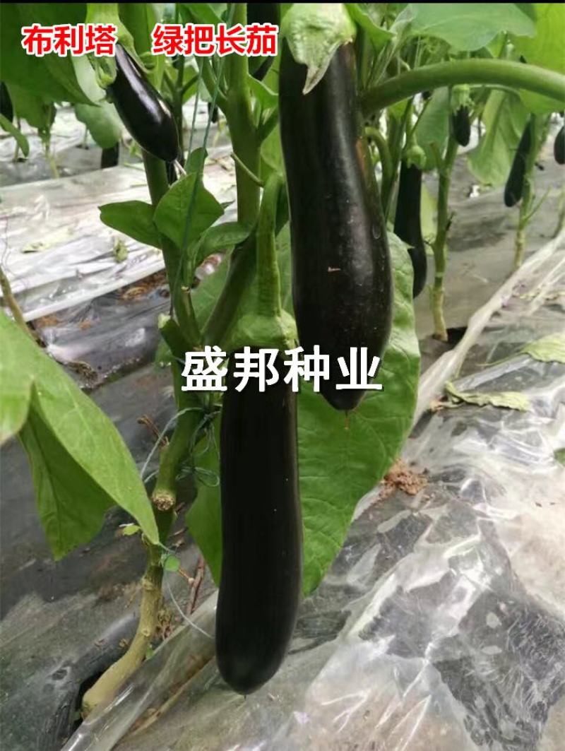 嫁接绿把长茄苗765布利塔