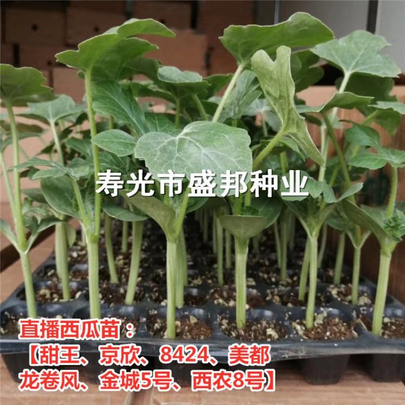 直根西瓜苗嫁接西瓜苗8424甜王美都红玉2K