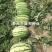 直根西瓜苗嫁接西瓜苗8424甜王美都红玉2K