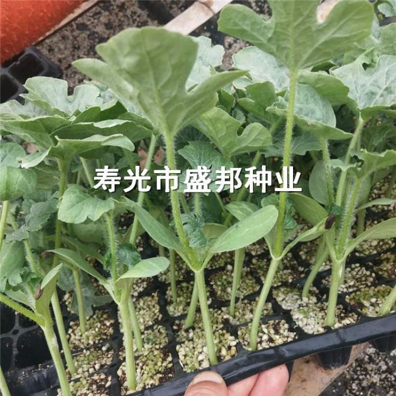 直根西瓜苗嫁接西瓜苗8424甜王美都红玉2K