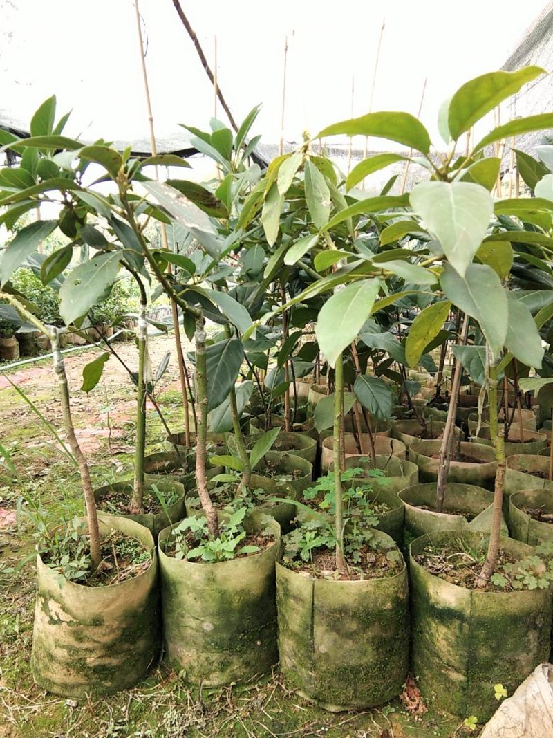牛油果树苗美国哈斯鳄梨青瓜牛油果当年结果带营养杯发货