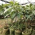 牛油果树苗美国哈斯鳄梨青瓜牛油果当年结果带营养杯发货