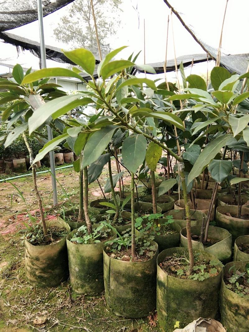 牛油果树苗美国哈斯鳄梨青瓜牛油果当年结果带营养杯发货