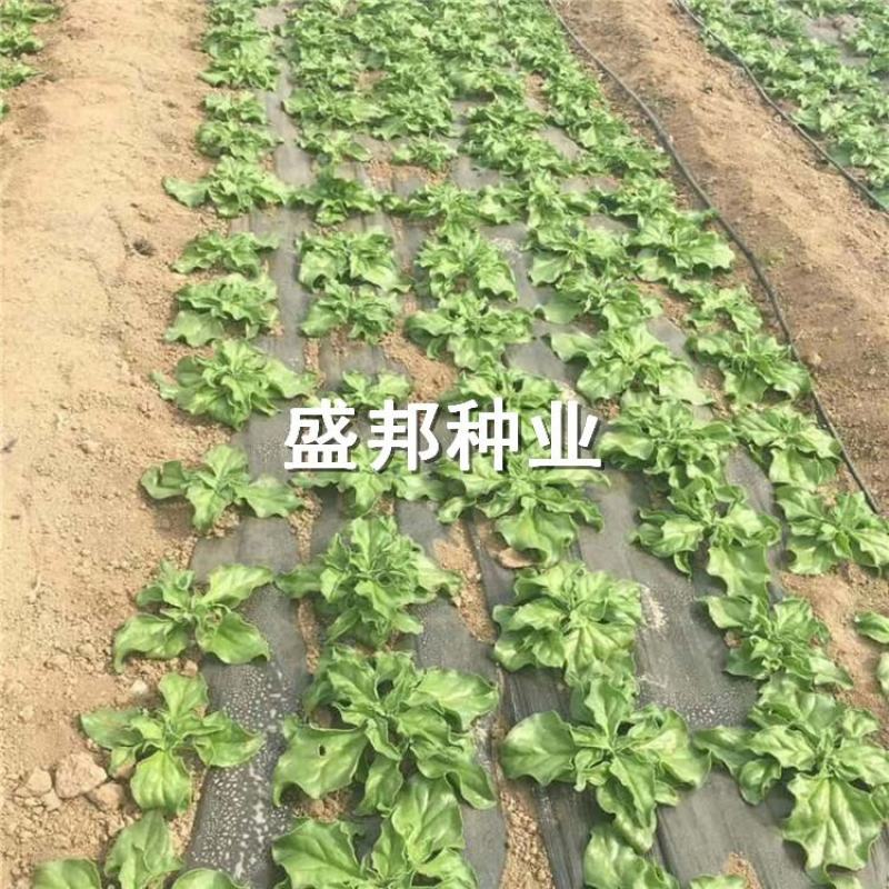 南非冰菜种苗冰草苗