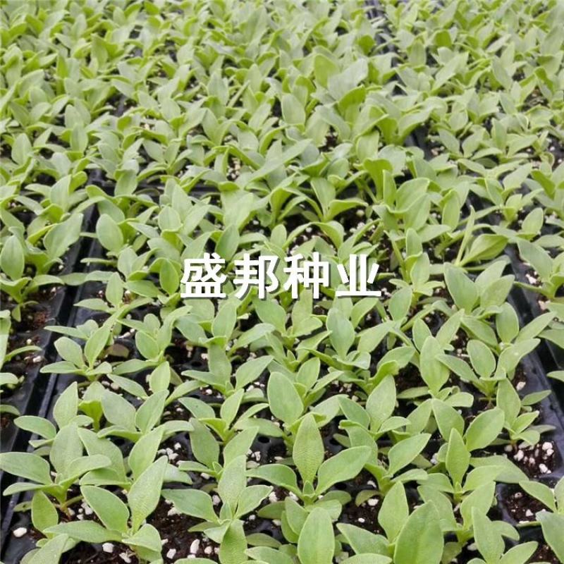 南非冰菜种苗冰草苗