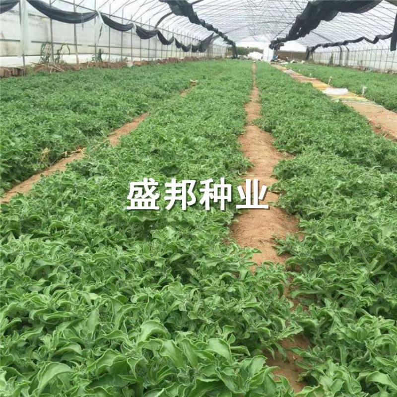 南非冰菜种苗冰草苗