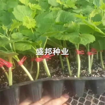 嫁接苦瓜苗直根苗杂交苦瓜品种苹果苦瓜白苦瓜