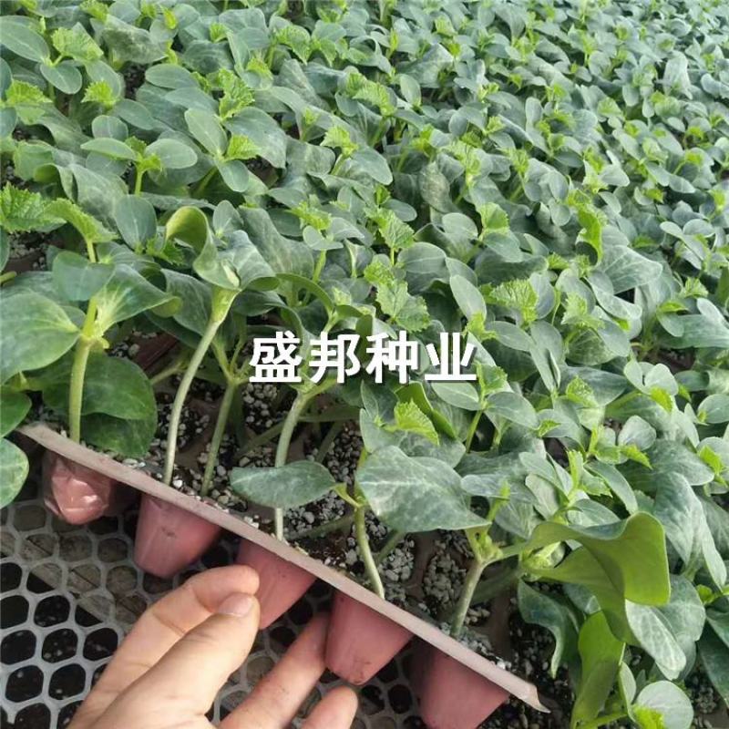 嫁接苦瓜苗直根苗杂交苦瓜品种苹果苦瓜白苦瓜