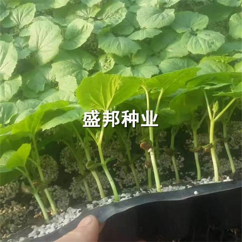 嫁接苦瓜苗直根苗杂交苦瓜品种苹果苦瓜白苦瓜