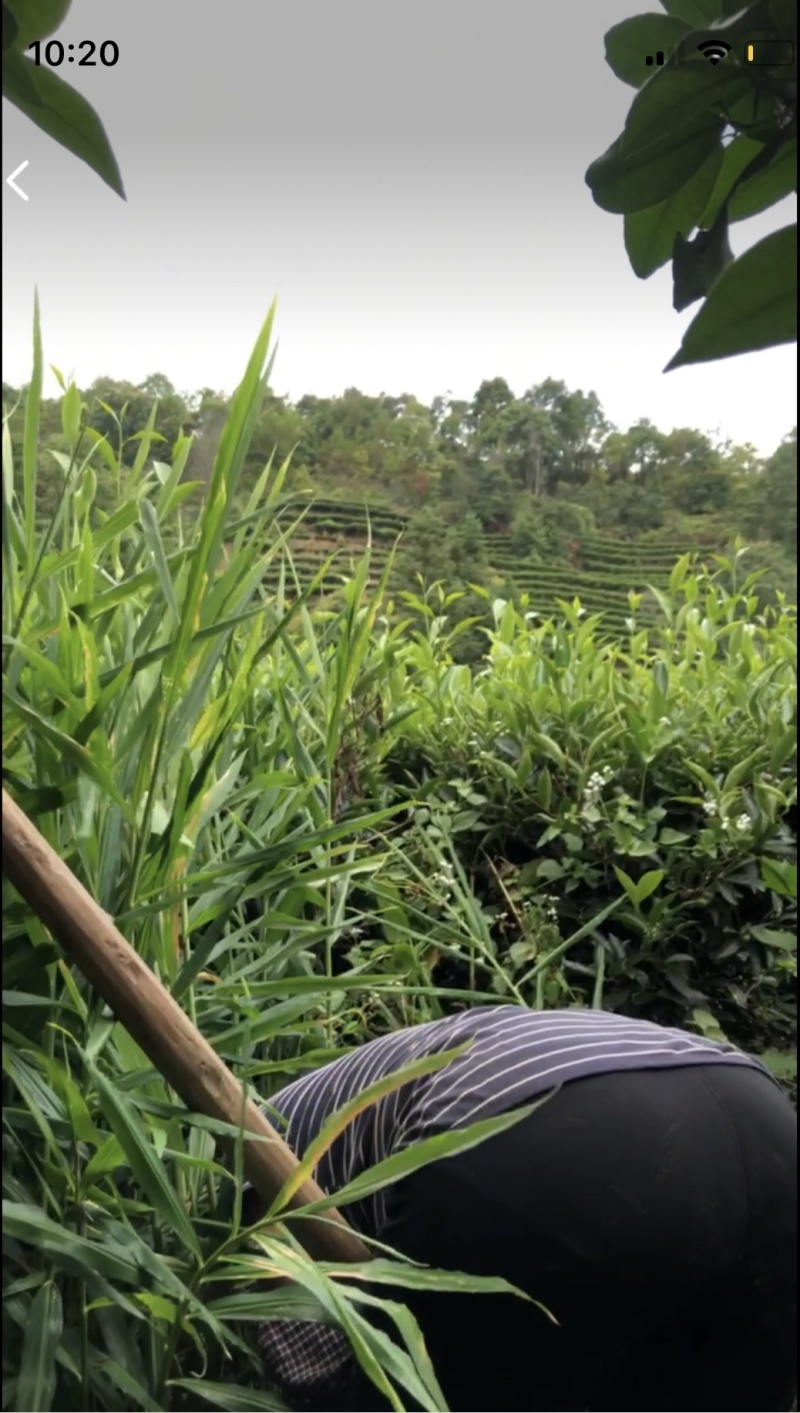 单从乌龙茶凤凰单丛潮汕梅州兴宁黄金桂黄枝香妈妈种高山