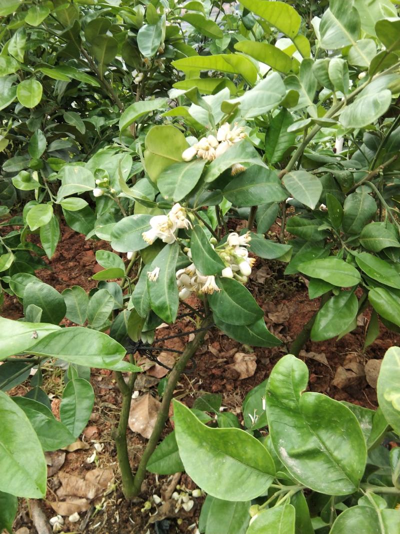泰国红宝石青柚苗耐寒品种南北方可种植皇室供果纯甜无酸味
