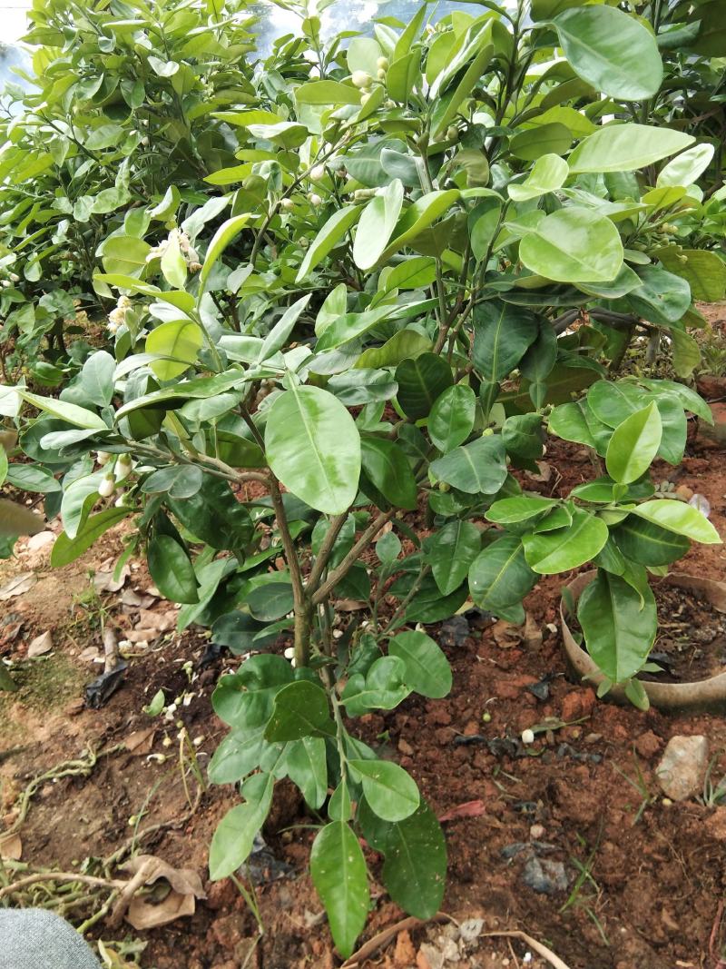 泰国红宝石青柚苗耐寒品种南北方可种植皇室供果纯甜无酸味