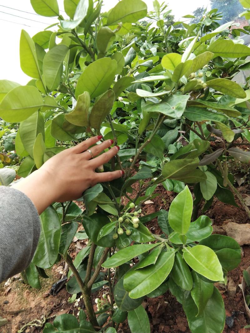 泰国红宝石青柚苗耐寒品种南北方可种植皇室供果纯甜无酸味