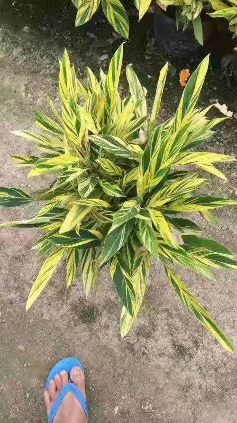 花叶良姜绿化苗包上车各种地被景观福建漳州