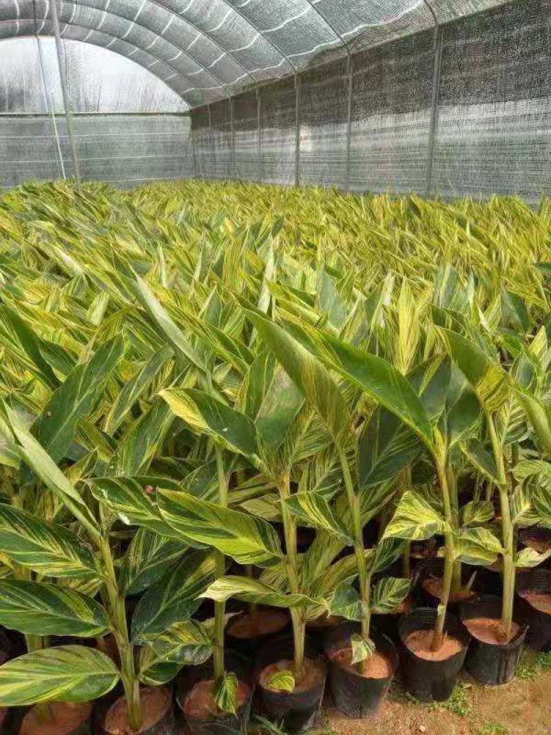 花叶良姜绿化苗包上车各种地被景观福建漳州