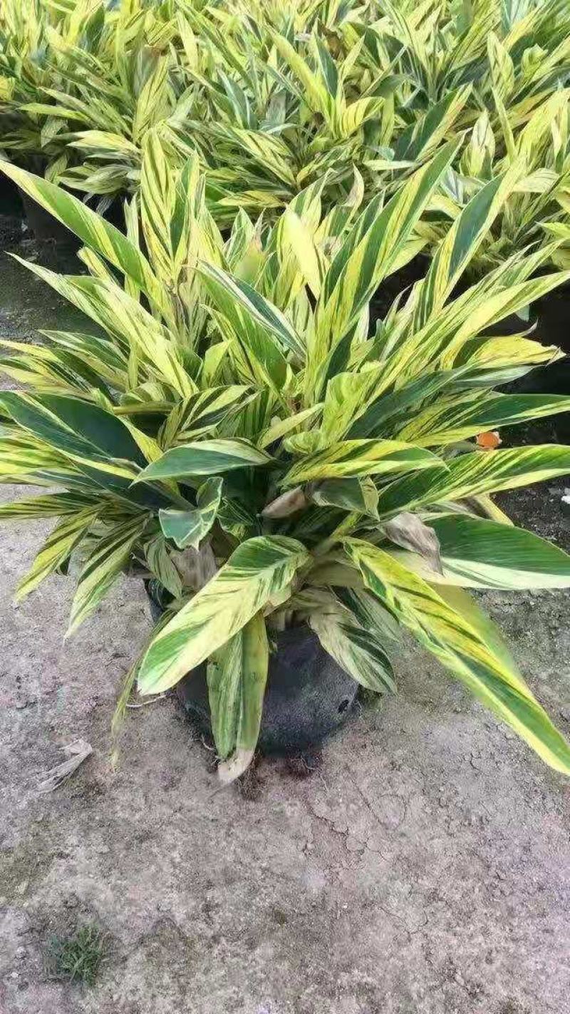 花叶良姜绿化苗包上车各种地被景观福建漳州