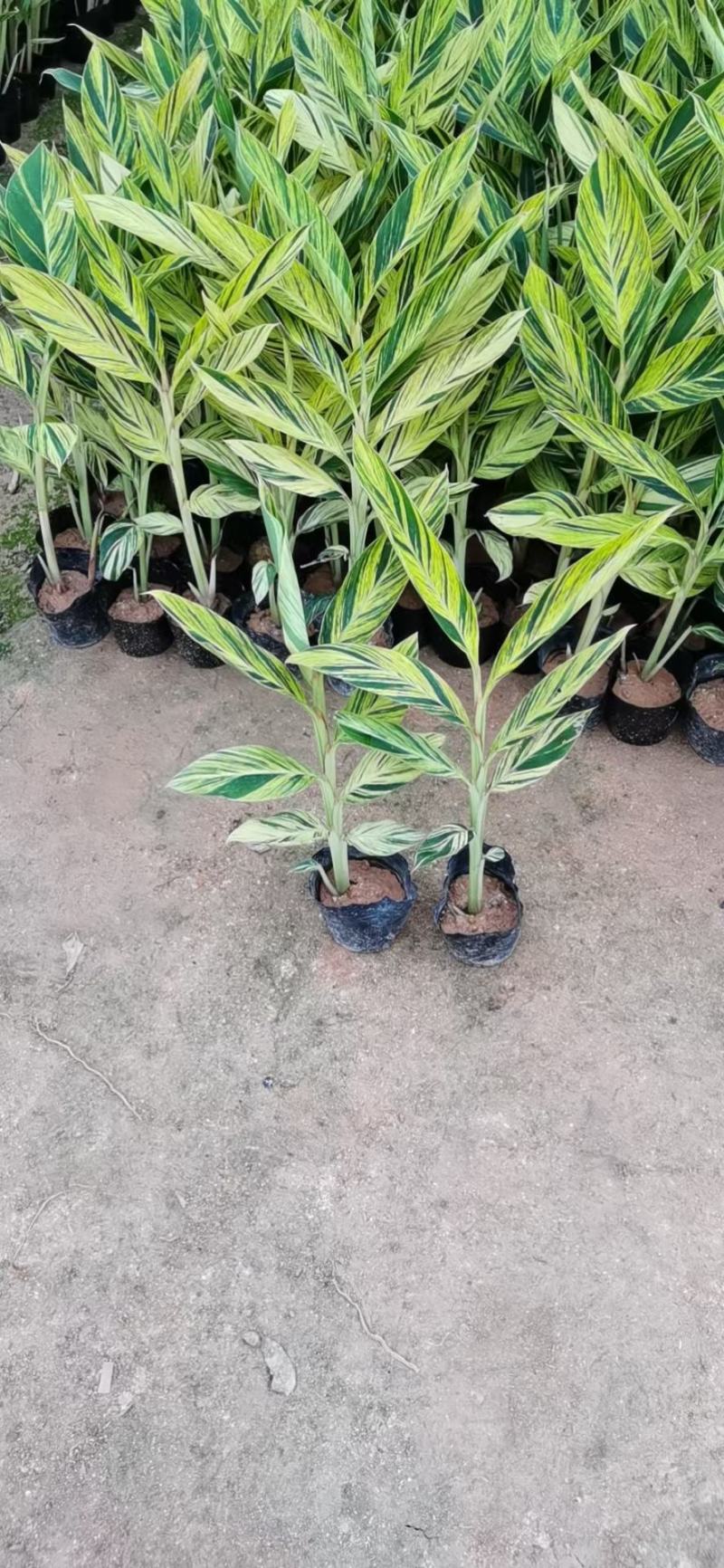 花叶良姜绿化苗包上车各种地被景观福建漳州