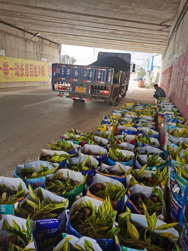 花叶良姜绿化苗包上车各种地被景观福建漳州