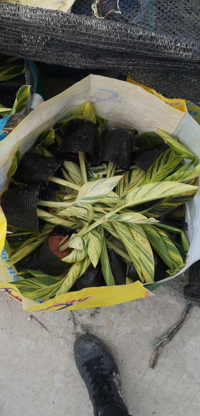 花叶良姜绿化苗包上车各种地被景观福建漳州