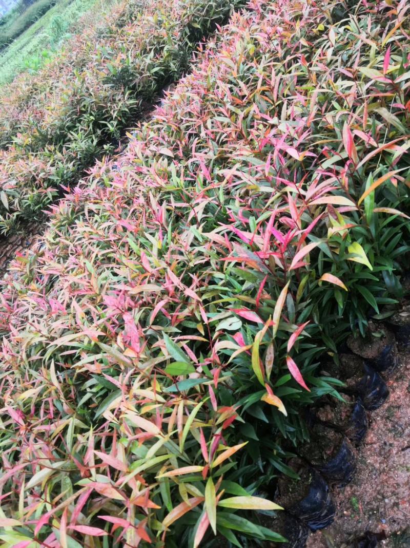 蓝花楹袋苗庭院盆栽地栽绿化植物开花植物