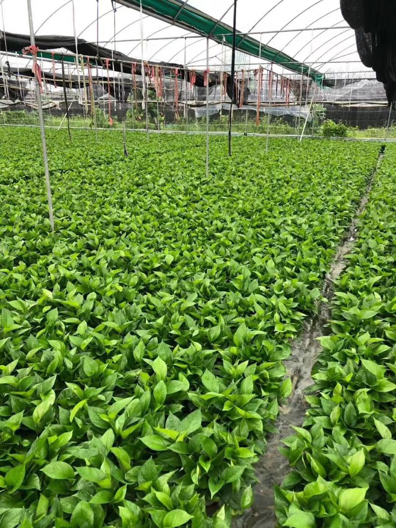 蓝花楹袋苗庭院盆栽地栽绿化植物开花植物