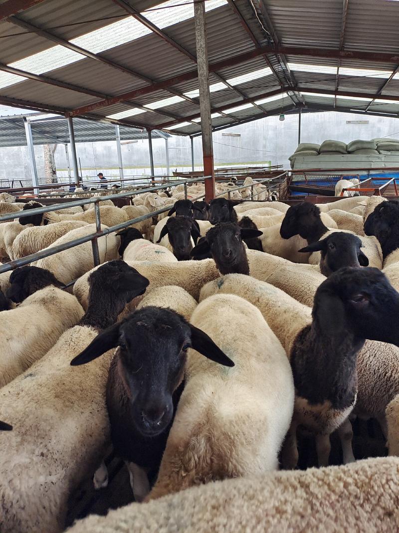精品纯黑头杜泊孕母羊，货源充足，品质保障，价格实惠