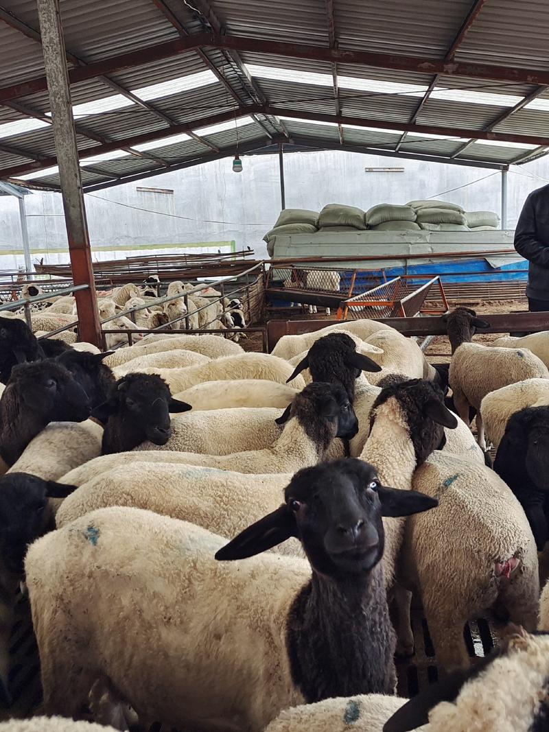 精品纯黑头杜泊孕母羊，货源充足，品质保障，价格实惠