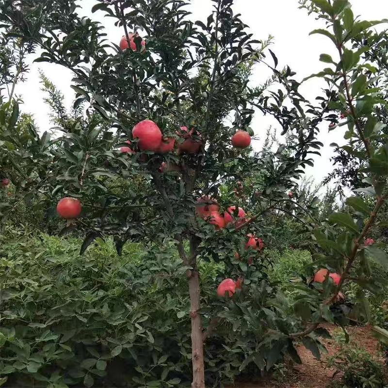 突尼斯软籽石榴树苗结果大苗原土带花发货包邮