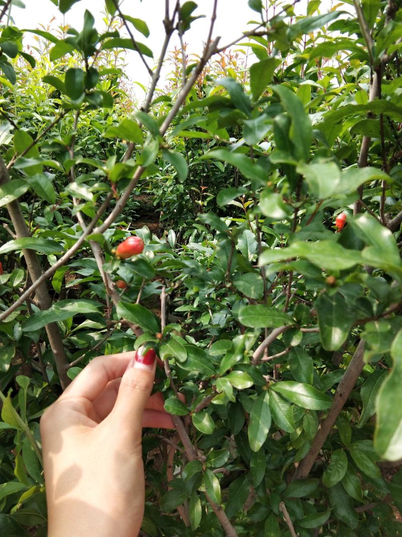 突尼斯软籽石榴树苗结果大苗原土带花发货包邮