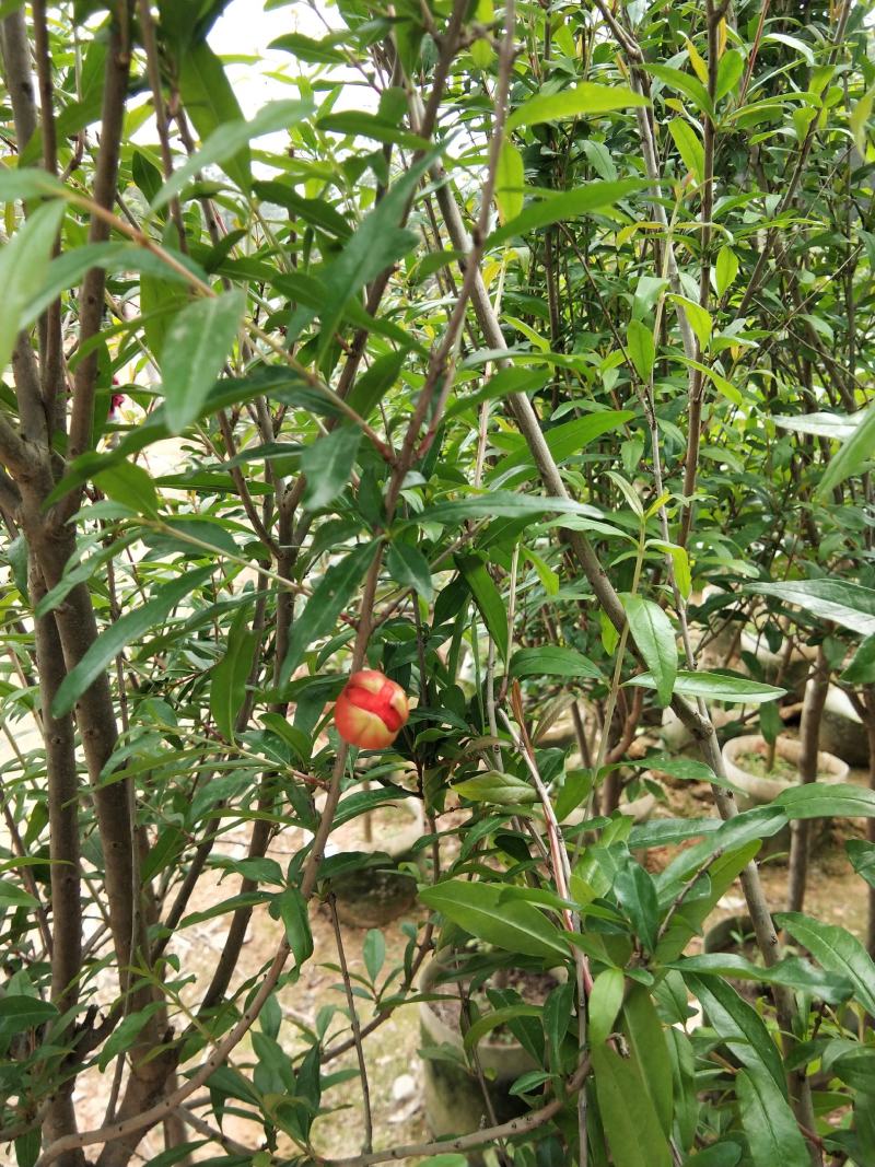 突尼斯软籽石榴树苗结果大苗原土带花发货包邮
