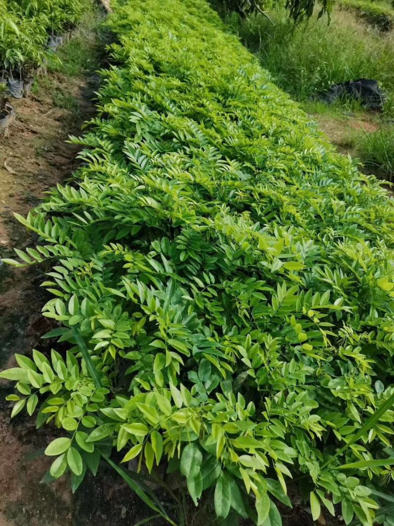 海南黄花梨黄花梨袋苗庭院盆栽地栽绿化苗木