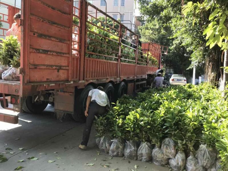 海南黄花梨黄花梨袋苗庭院盆栽地栽绿化苗木