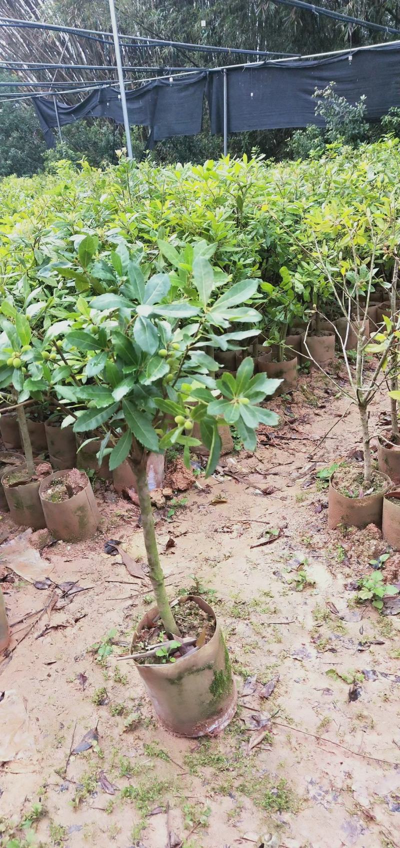 杨梅苗东魁杨梅黑炭杨梅本地红梅耐寒品种原土发货包邮