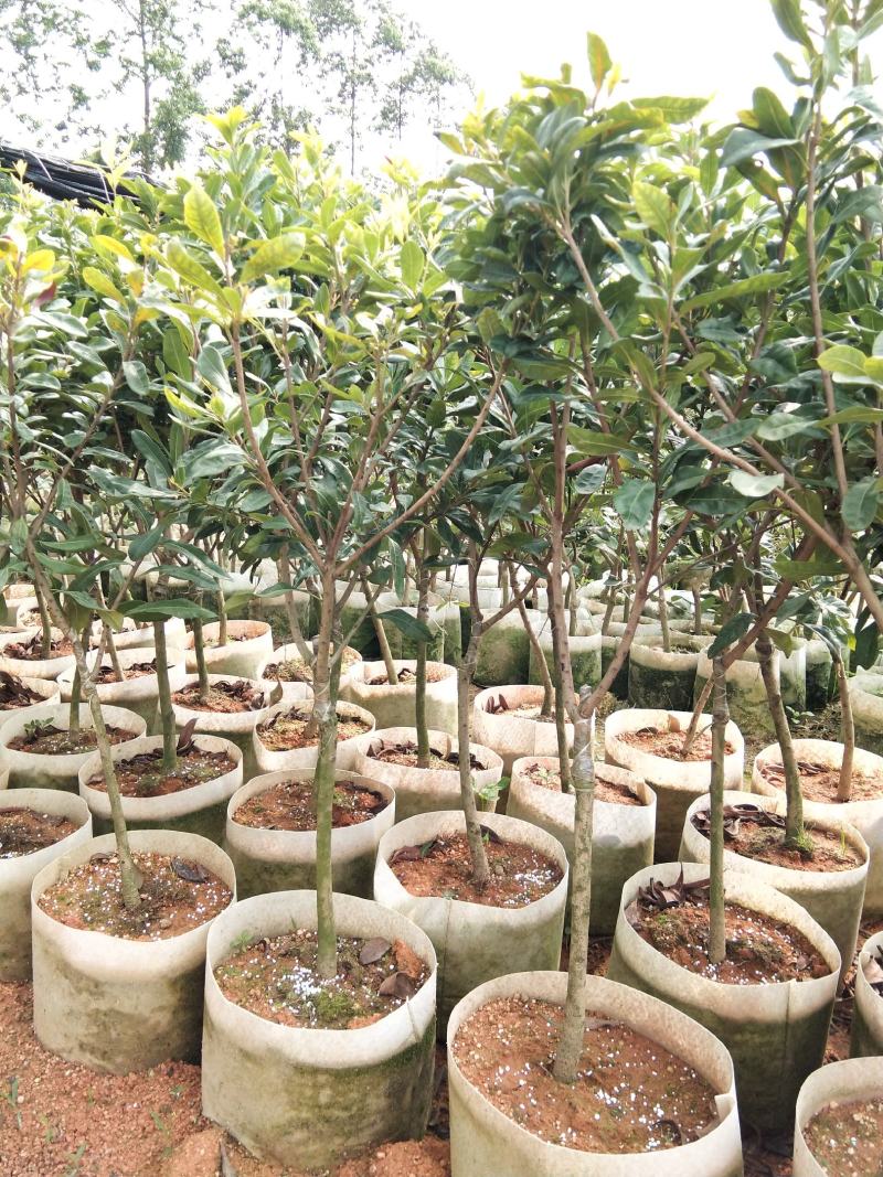 杨梅苗东魁杨梅黑炭杨梅本地红梅耐寒品种原土发货包邮