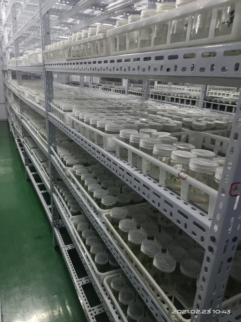 生姜苗组培脱毒姜苗高产姜苗生姜苗有机姜