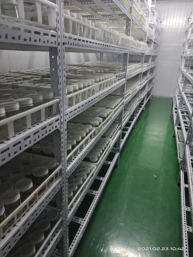 生姜苗组培脱毒姜苗高产姜苗生姜苗有机姜
