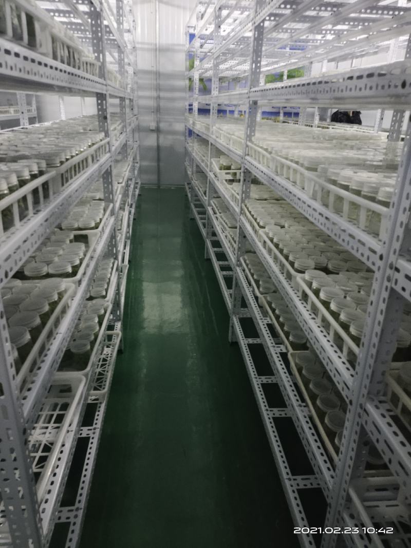 生姜苗组培脱毒姜苗高产姜苗生姜苗有机姜