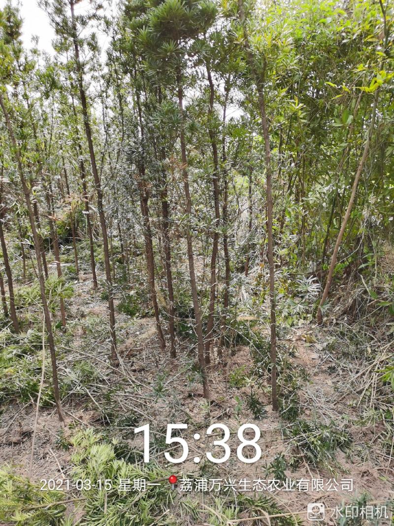 荔浦万兴生态农业有限公司（罗汉松小树苗）