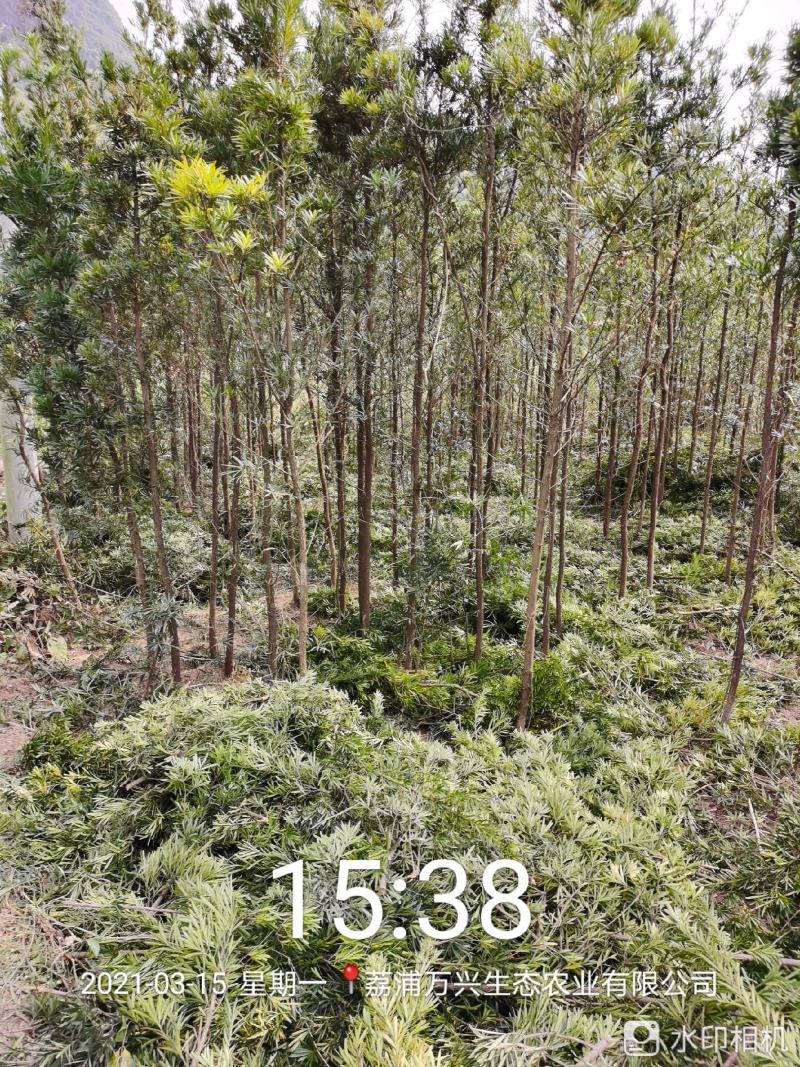 荔浦万兴生态农业有限公司（罗汉松小树苗）
