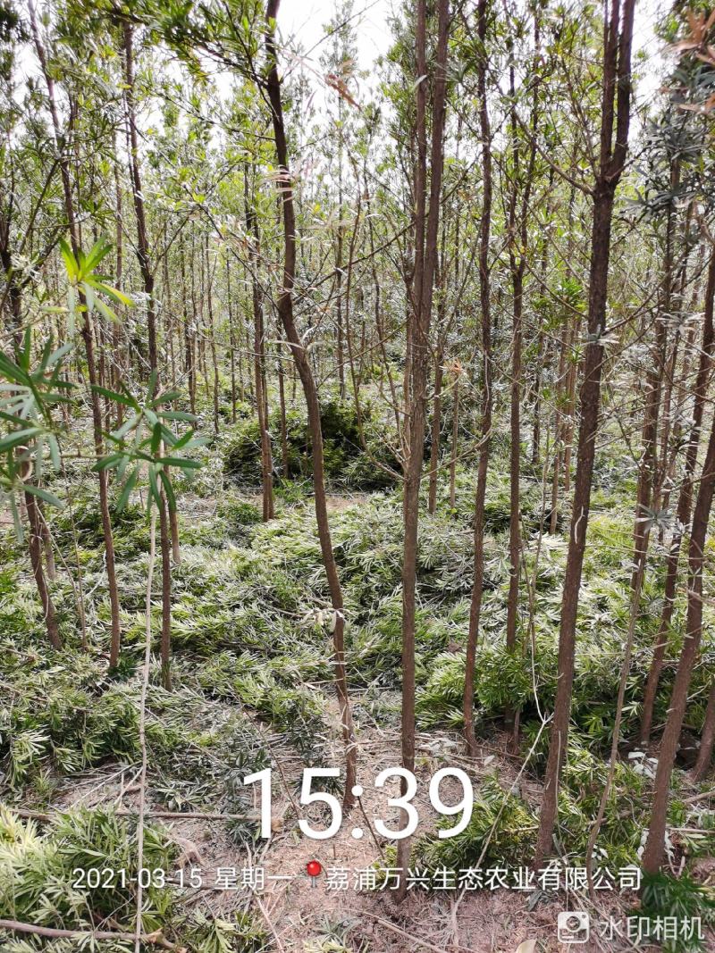 荔浦万兴生态农业有限公司（罗汉松小树苗）