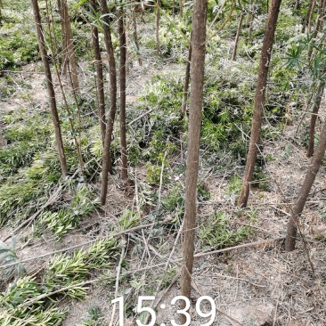 荔浦万兴生态农业有限公司（罗汉松小树苗）