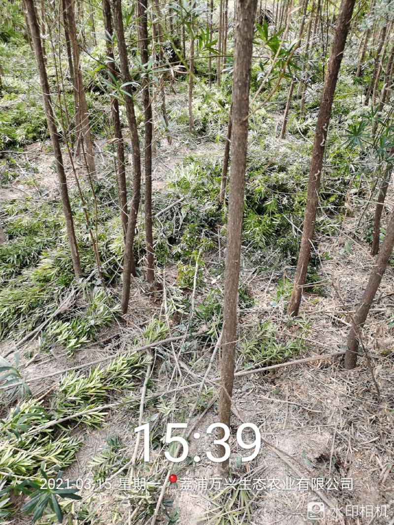 荔浦万兴生态农业有限公司（罗汉松小树苗）